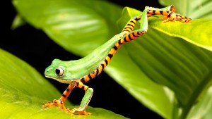 green-frog-desktop-hd-wallpaper-3-1920x1080